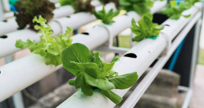 O Papel da Sustentabilidade e dos Critérios ESG no Agronegócio em 2024