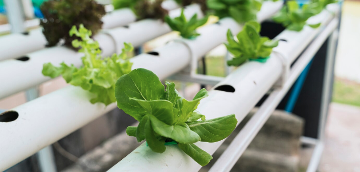 O Papel da Sustentabilidade e dos Critérios ESG no Agronegócio em 2024