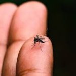 Epidemia de Dengue no Brasil: Repelentes Mais Eficazes e Cuidados com Asma no Outono