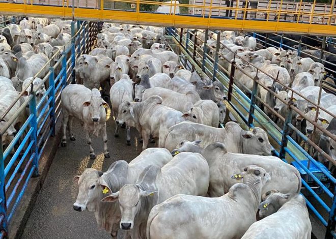 Circuito Nelore de Qualidade 2025 e PMGZ Carne fazem parceria para fortalecer genética Nelore PO e sua contribuição para produção de carne com eficiência e qualidade