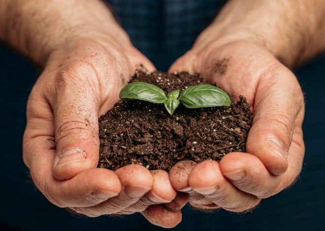 Como a nutrição equilibrada do solo aumenta a produtividade, segundo Cauê Lopes Martins